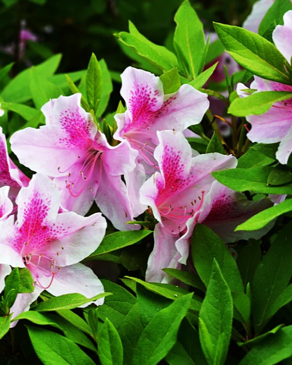 Azalea Exquisite flowers