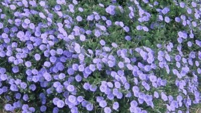 Convolvulus mauritanicus