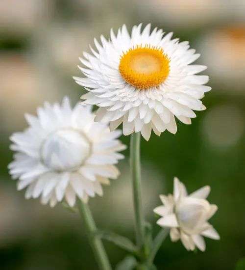 bracteantha moonglow