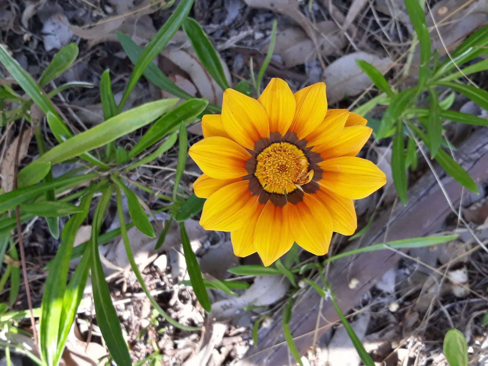Gazania yellow, Gazania rigens - yellow