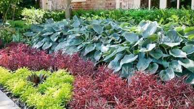 alternanthera Red Threads