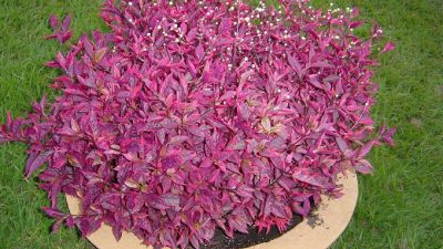 Alternanthera dentata FireBug