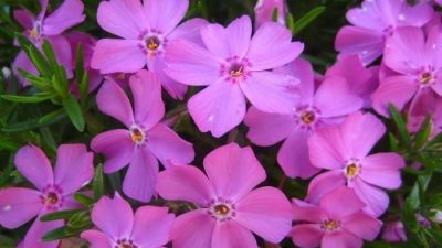 Phlox subulata rosea Creeping Phlox