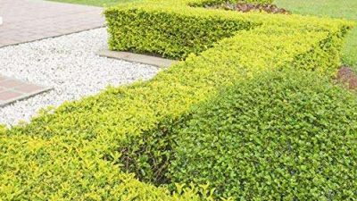 Duranta erecta Sheenas Gold