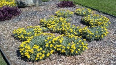 Gazania Silver Leaf