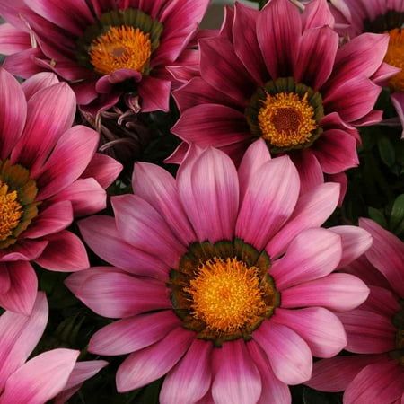 gazania pink look fantastic when planted en-mass in a raised container bed surrounded by gold creeping jenney cascading over the edge and down the walls of the raised container garden bed