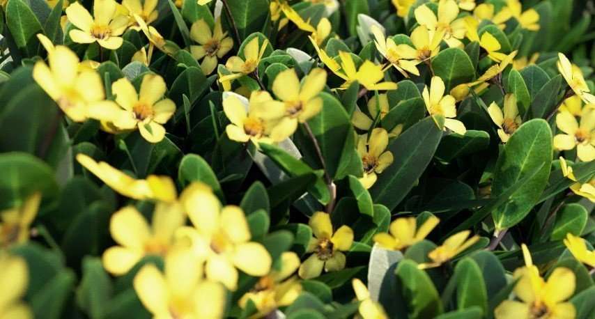 Hibbertia scandens - Image 2