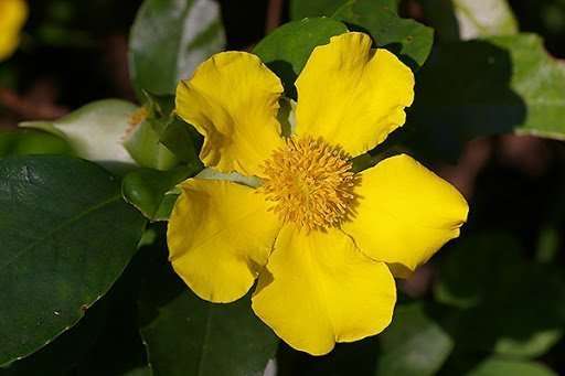 Hibbertia scandens