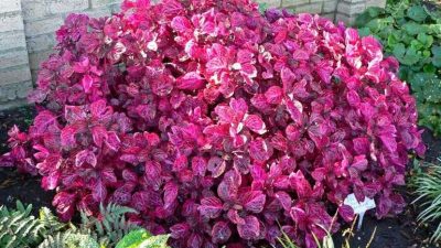 Iresine Bloodleaf