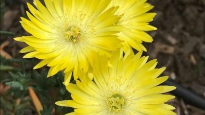 Mesembryanthemum Pigface Yellow