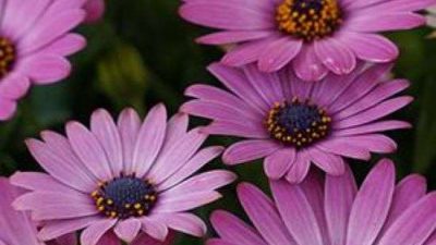 Osteospermum Pink