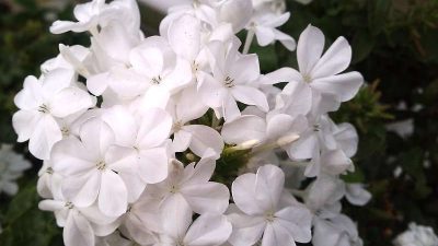 Plumbago auriculata alba White Plumbago