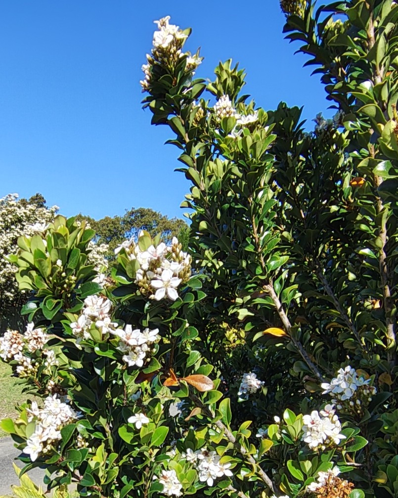 Rhaphiolepis indica white indian hawthorn