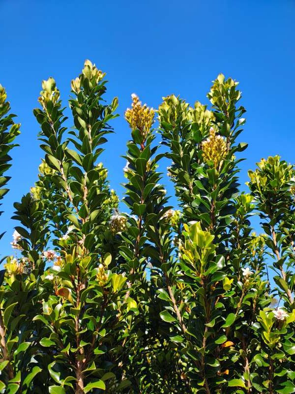 Indian Hawthorn Rhaphiolepis indica white