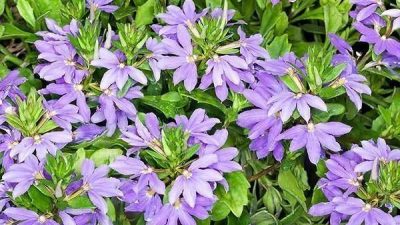 Scaevola aemula