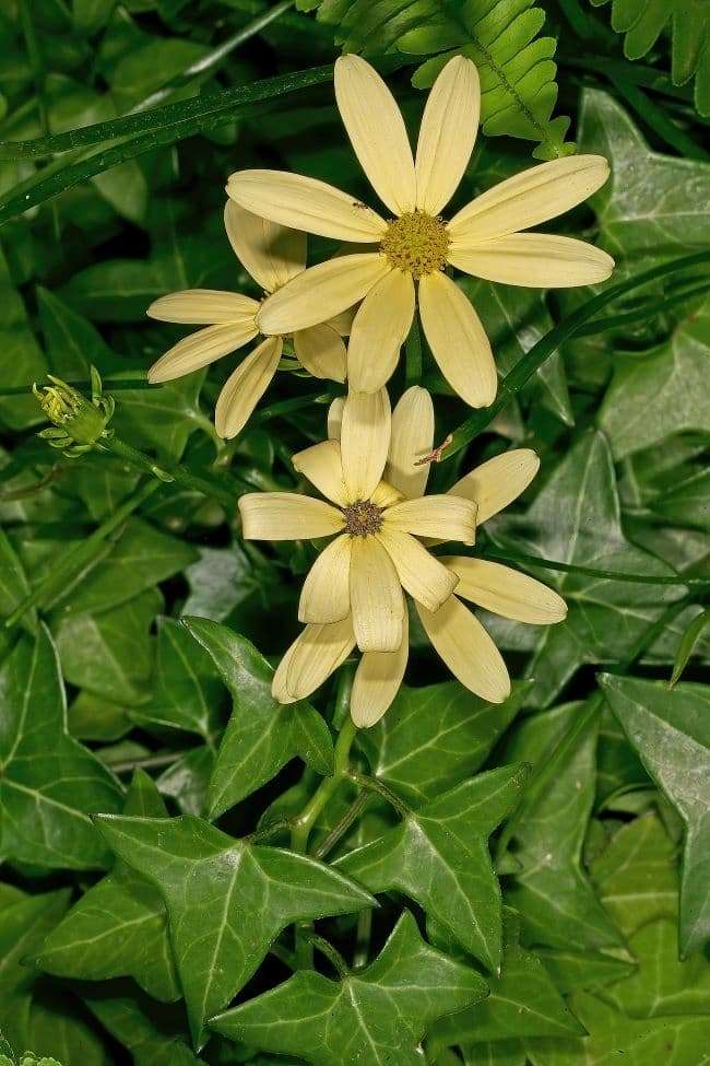 Senecio macroglossus