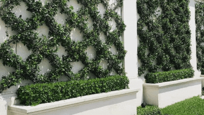 Asiatic Jasmine