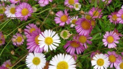 Erigeron karvinskianus seaside daisy