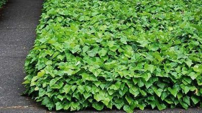 Hedera canariensis