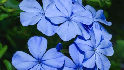 Plumbago Royal Cape