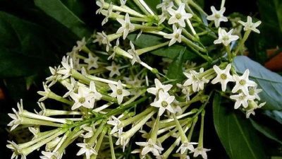 Cestrum nocturnum