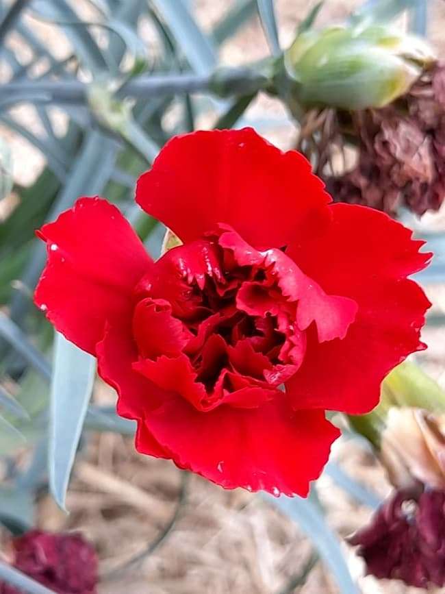 Dianthus- Red carnation