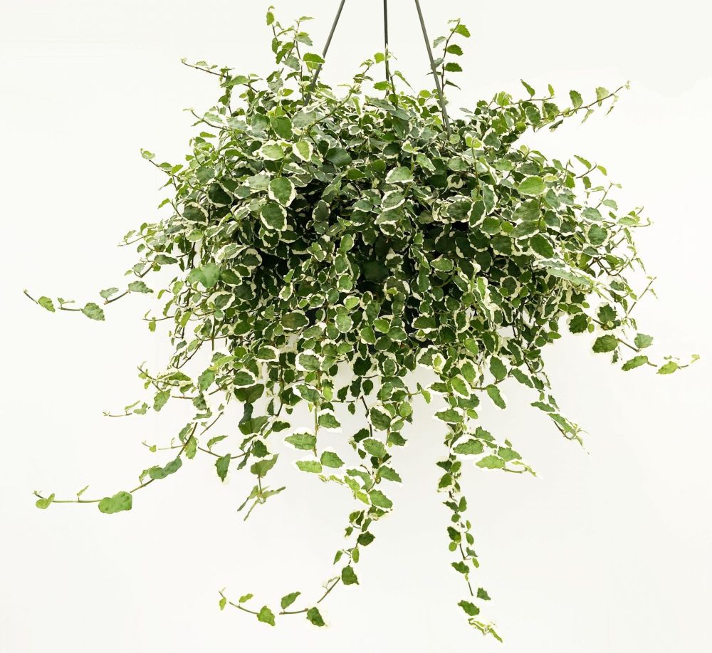 Ficus Pumila Variegata hanging basket