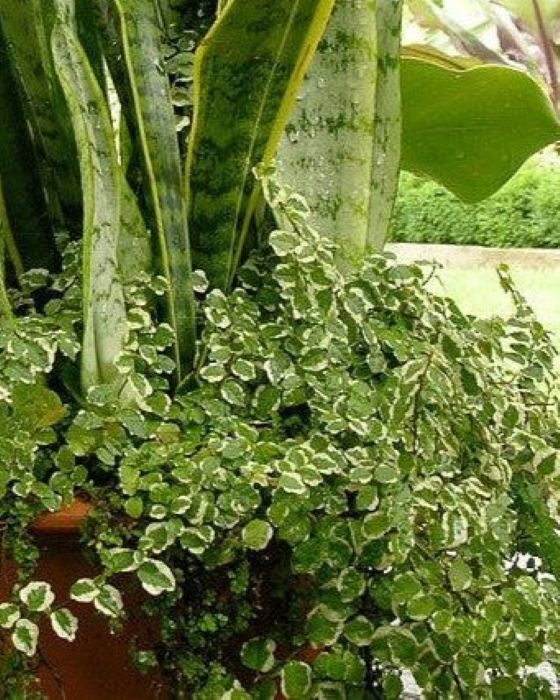 Ficus Pumila Variegata