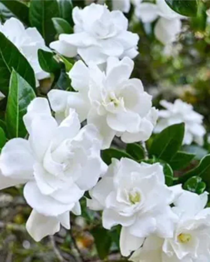 Gardenia Magnifica flowers closeup