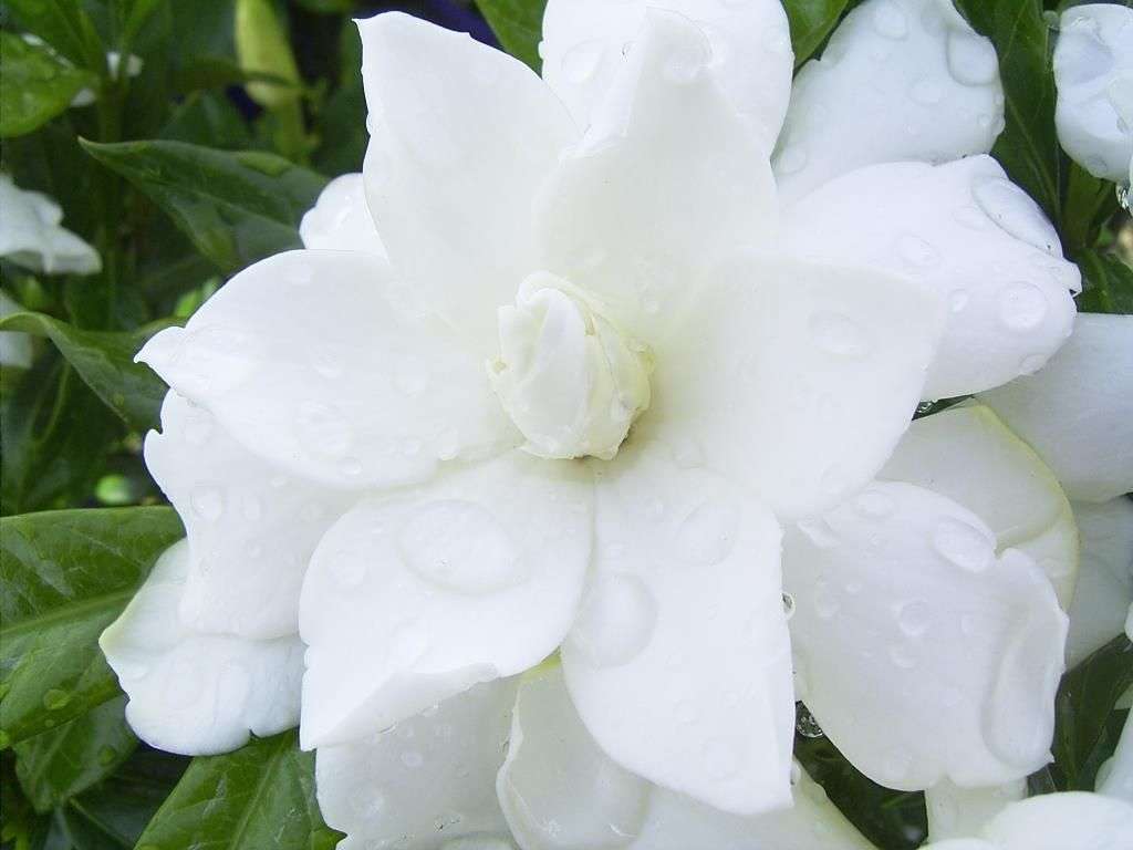 Gardenia Magnifica