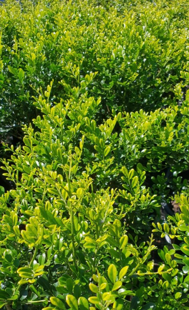 Murraya paniculata Min a Min