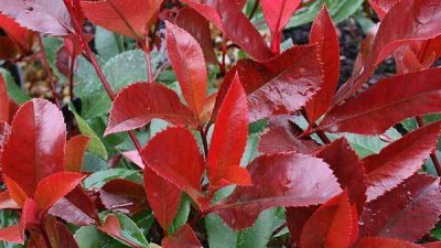 Photinia Red Robin hedge