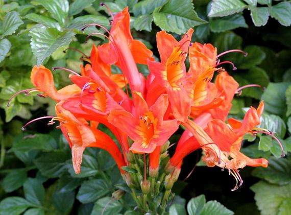 Tecomaria capensis
