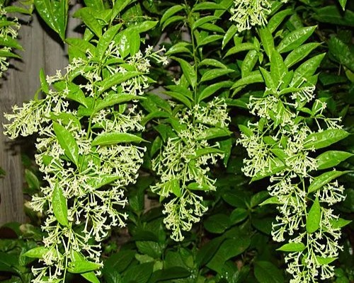 Night Blooming Jasmine flowers up close