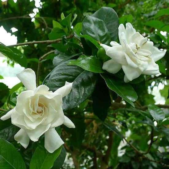 Gardenia magnifica