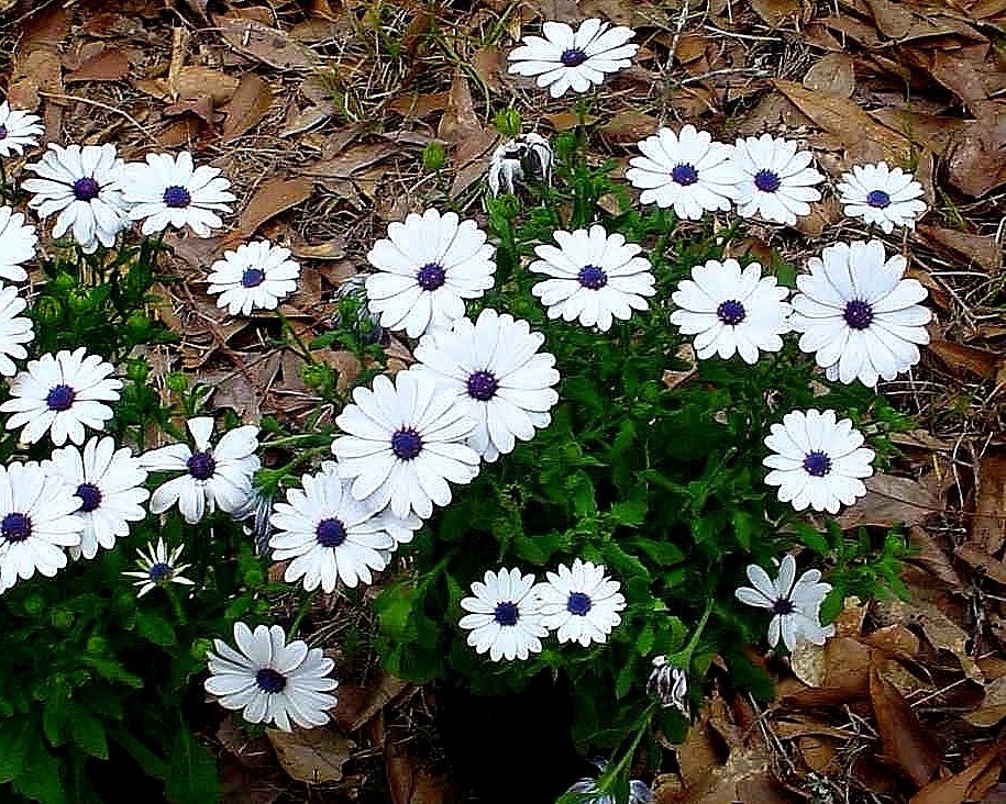 African Daisy White – Osteospermum ecklonis