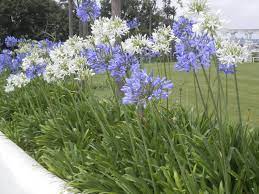 Agapanthus mixed