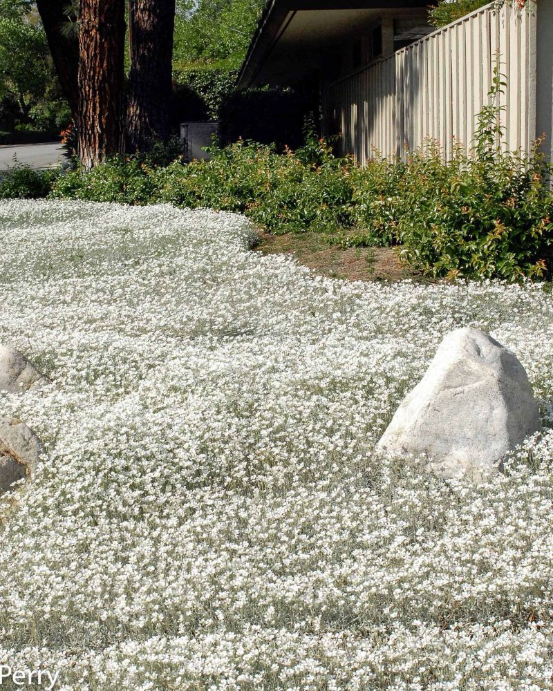 cerastium tomentosum mass planted