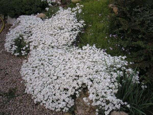 Cerastium tomentosum Snow in Summer
