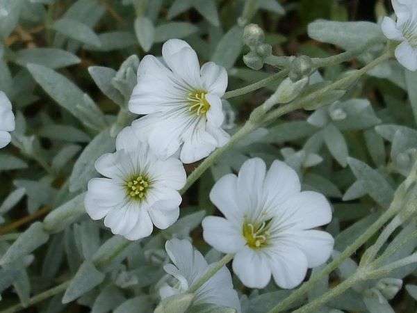 Cerastium tomentosum Snow in Summer - Image 2
