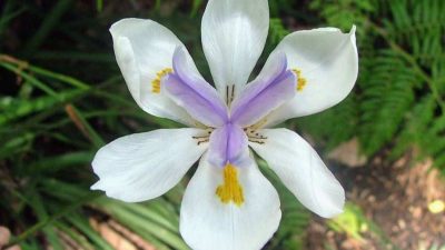 Dietes grandiflora