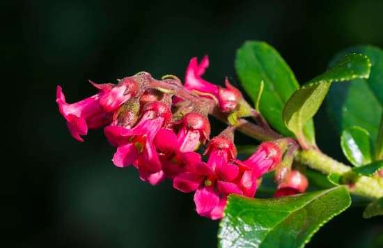 Escallonia rubra flower