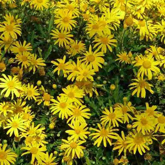 Growing Gamolepis chrysanthemoides in Australian Gardens -