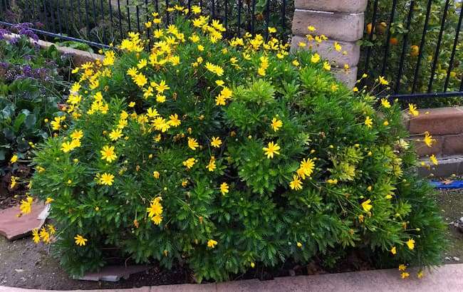 Growing Gamolepis chrysanthemoides in Australian Gardens