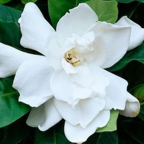 Gardenia radicans