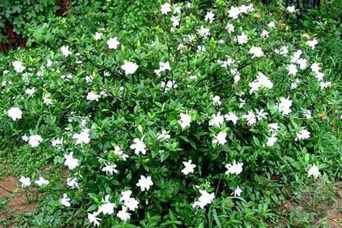 Gardenia radicans
