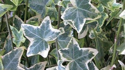 Variegated English Ivy hedera helix