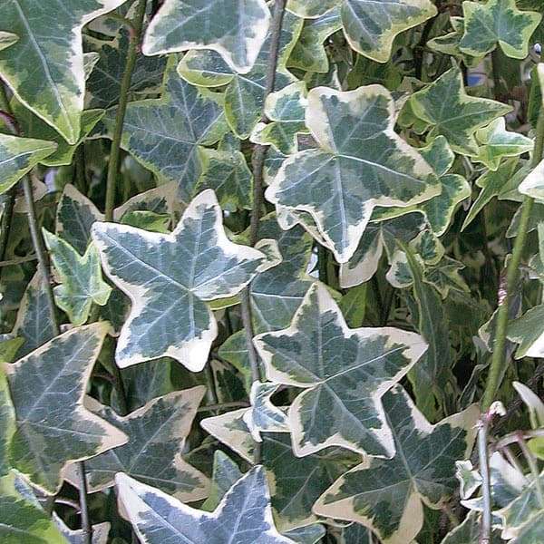 Variegated English Ivy hedera helix