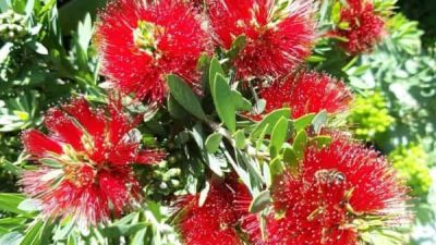 Callistemon Little John