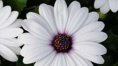 African Daisy White – Osteospermum ecklonis